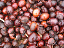 Seed of Vitellaria paradoxa, the Shea tree. Next to a field in southern Burkina Faso.: Photograph by Marco Schmidt courtesy of Wikimedia Commons